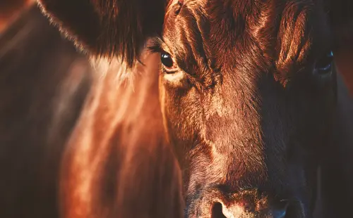 Insurance for your farm We are passionate about preserving and protecting rural businesses for future generations